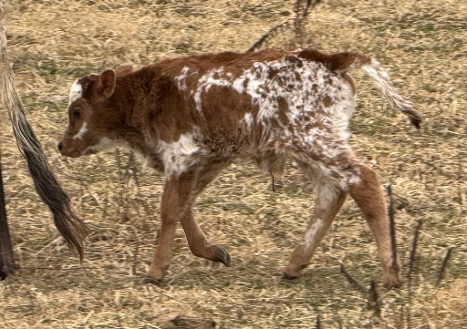 miniature jersey and lowline cross bull calves